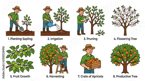 Infographic showing the seasonal growth stages of an apricot tree from initial planting to final harvesting by a farmer in the orchard