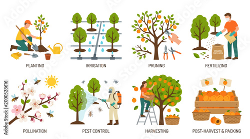 Illustrative set of eight icons depicting various stages of orchard management including planting irrigation pruning fertilizing pollination pest control harvesting and fruit packing