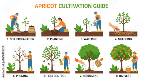 Informative infographic illustration showing eight essential steps for cultivating apricot trees from initial soil preparation through to the final harvest of ripe fruit
