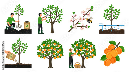Gardener planting a tree, pruning branches, watering with drip irrigation, fertilizing, and harvesting ripe apricots showing farming processes.
