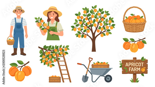 Happy farmers collecting fresh orange apricots from orchard trees into wooden baskets and wheelbarrows during the sunny harvest season on a local farm