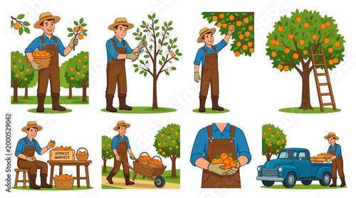 Cheerful farmer in a straw hat meticulously harvests ripe apricots from his orchard, symbolizing agricultural abundance.