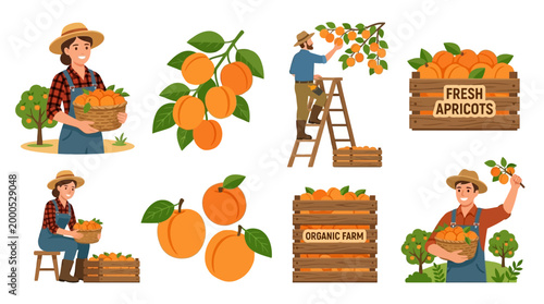 Farmers harvesting apricots and filling baskets and crates with fresh organic fruit from orchards