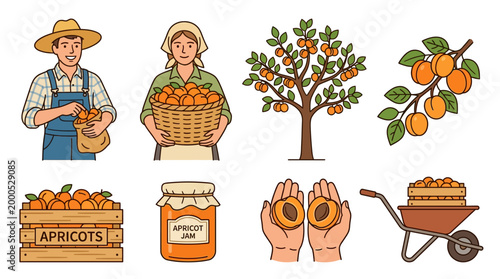 Farmers gathering fresh organic apricots from orchard trees to pack into wooden crates and process into delicious sweet jars of homemade fruit jam
