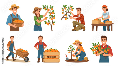 Diligent farmers picking and processing fresh orange apricots in the orchard while using wooden crates to transport the seasonal harvest for local sale