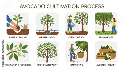 Illustrated infographic showing the complete avocado cultivation process from planting the young sapling to the final harvest of ripe healthy green organic fruits