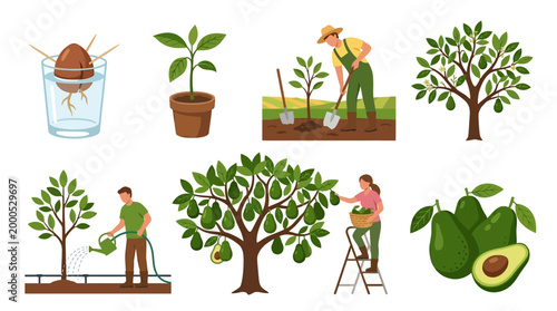 Various illustrations showing the growth cycle of avocado plants from the initial seed germination to the harvesting of ripe fruits by professional farmers
