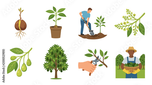 Collection of flat vector icons showing the growth stages of avocado plants and the daily work involved in harvesting fresh organic green fruits