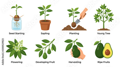 Detailed vector illustration showing the life cycle stages of an avocado tree starting from a simple seed to the final harvest of fruit