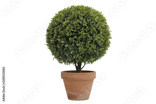 Spherical Topiary Tree in Pot Isolated on Transparent Background