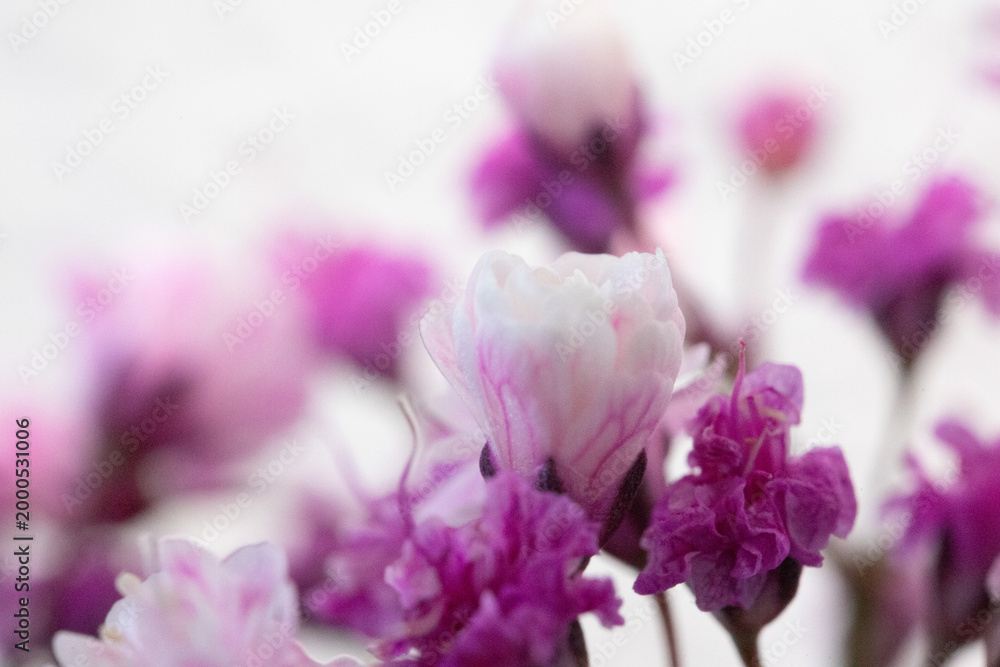 Fototapeta premium Close-up of delicate pink and purple flowers blooming against a soft white background.