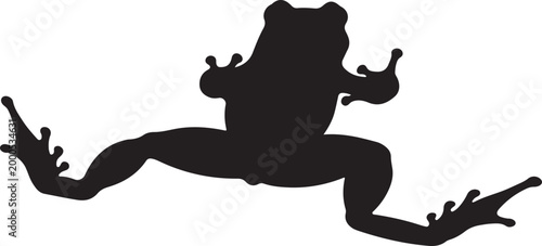 Photography frog silhouettes