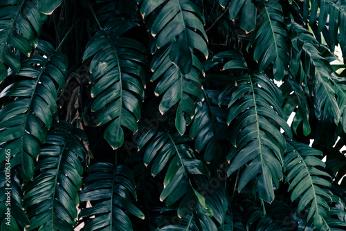 Tropical foliage natural pattern, Lush Monstera leaves with deep teal and moody dark tones