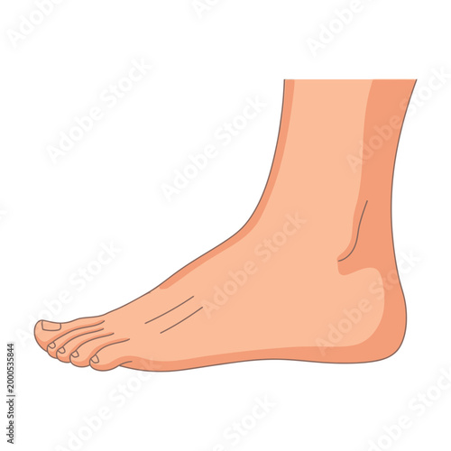 Human bare foot with toes and ankle on white background illustration of a left foot