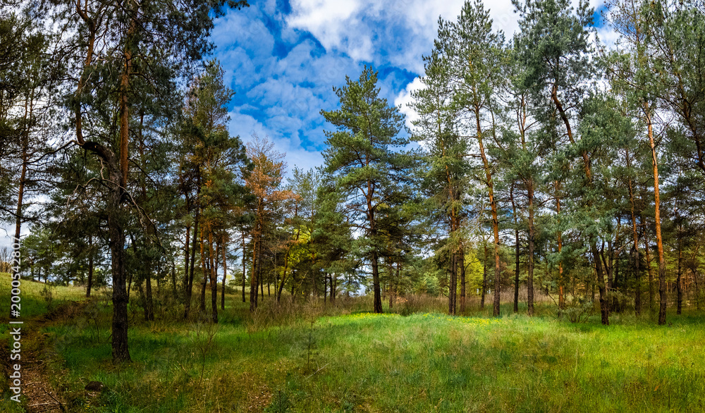 Obraz premium Vibrant pine forest clearing on a sunny spring day. Tall evergreen trees stand over lush green grass and yellow wildflowers. Bright blue sky with fluffy white clouds. Peaceful nature landscape.
