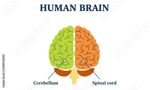 Human brain anatomy diagram with cerebellum on white background