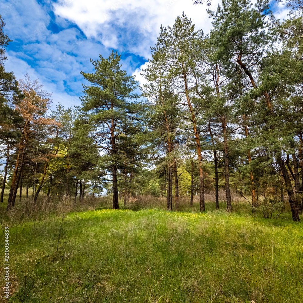 Fototapeta premium Vibrant pine forest clearing on a sunny spring day. Tall evergreen trees stand over lush green grass and yellow wildflowers. Bright blue sky with fluffy white clouds. Peaceful nature landscape.