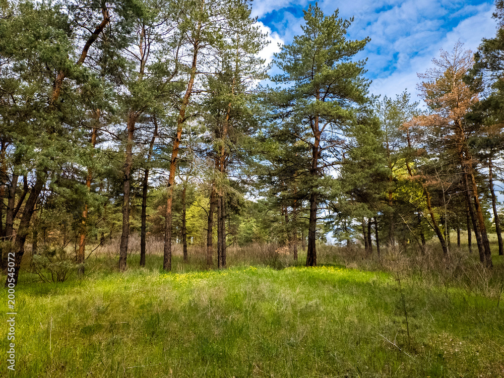 Fototapeta premium Vibrant pine forest clearing on a sunny spring day. Tall evergreen trees stand over lush green grass and yellow wildflowers. Bright blue sky with fluffy white clouds. Peaceful nature landscape.