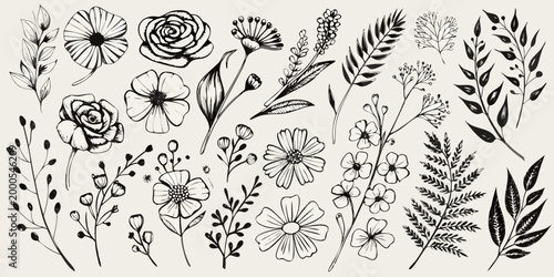 botanical illustrations in black and white line art style high quality professional detailed modern elegant