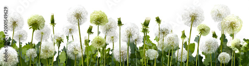 White dandelions, green grass. Horizontal, popular, natural, beautiful background for showcasing products, goods, text. Nature, flora, environmental friendliness.