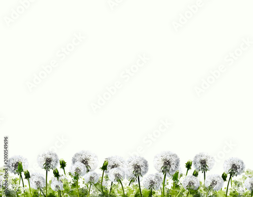 White dandelions, green grass. Horizontal, popular, natural, beautiful background for showcasing products, goods, text. Nature, flora, environmental friendliness.