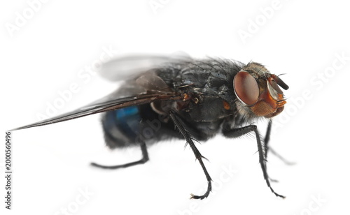 Photos Blue fly insect isolated on white, side view