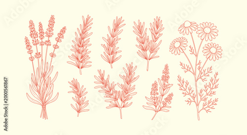 Vintage Hand Drawn Herbal Collection with Lavender Rosemary and Chamomile Line Art Illustration Set