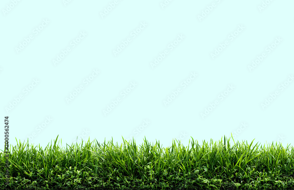 Obraz premium Grass, green lawn, Abstract natural beautiful background for showcasing products, goods, text. Nature, flora, eco-friendliness.