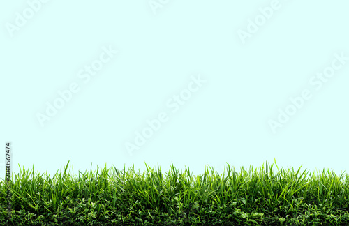 Grass, green lawn, Abstract natural beautiful background for showcasing products, goods, text. Nature, flora, eco-friendliness.