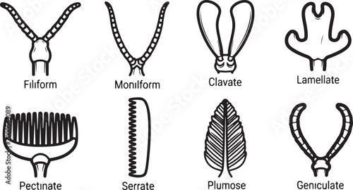 Quadro em tela Types of insect antennae shapes vector illustration Vector