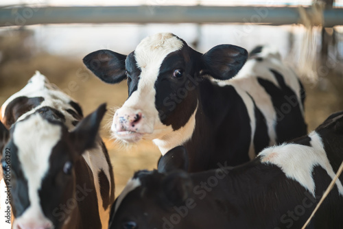 Curious Calves in Barn: A captivating portrayal of young calves, their distinct black and white markings, gathered within a rustic barn, their innocent gazes revealing their curiosity.