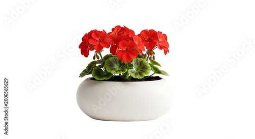 A vibrant red geranium plant blooms in a white ceramic pot on a plain background.