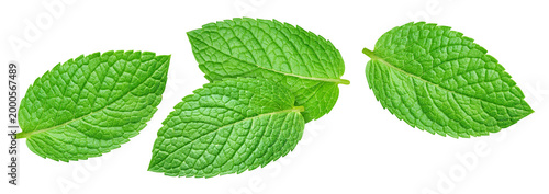 Green mint leaves collection isolated on transparent background. Mint leaves set is fresh and isolated. Mint leaves collection isolated with PNG