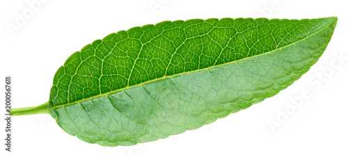 Single green almond leaf isolated on transparent background. Almond leaf isolated with PNG