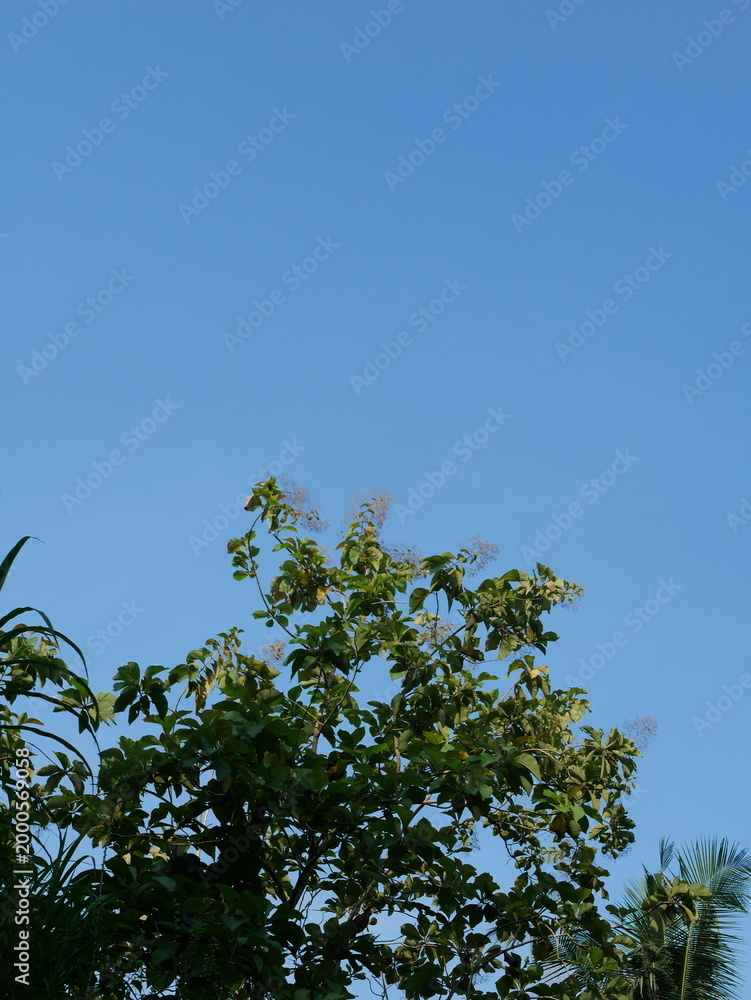 Fototapeta premium leaves of the Tectona grandis tree against a blue sky background