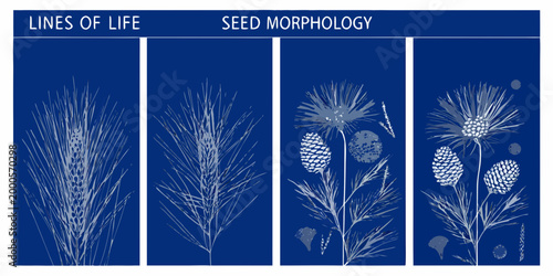 botanical illustrations of seed morphology and lines of life on blue background high quality professional