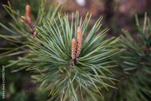 Scots pine branch with young shoots and cones in Poland
