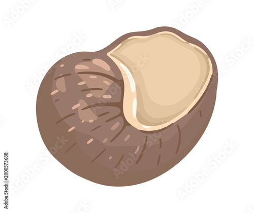 Pastel Seashell illustration. Ocean shell. Vector.