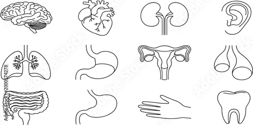 Collection of line of human organs and body parts anatomy medical line brain heart
