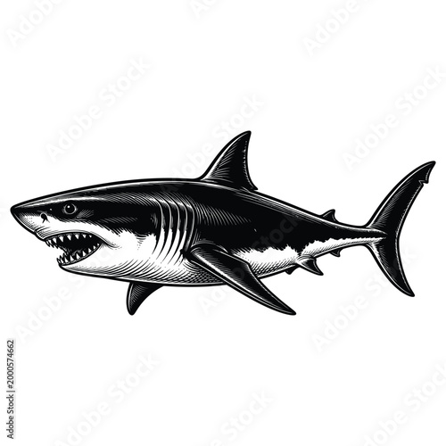 Great white shark engraving illustration