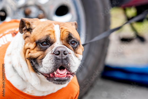 Quadro su tela A happy English bulldog puppy on a leash looks directly at the camera with his mouth open and tongue out, his wrinkled face full of cheerful bulldog personality