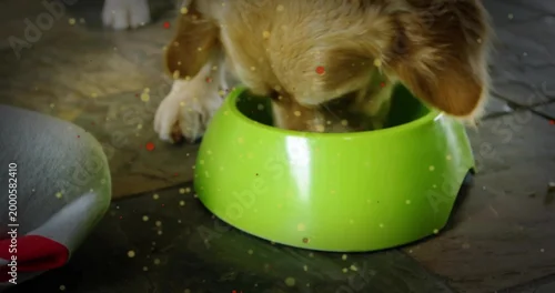 Fototapeta samoprzylepna Eating brown dog burying head into lime bowl in kitchen, white paw and gray fabric showing