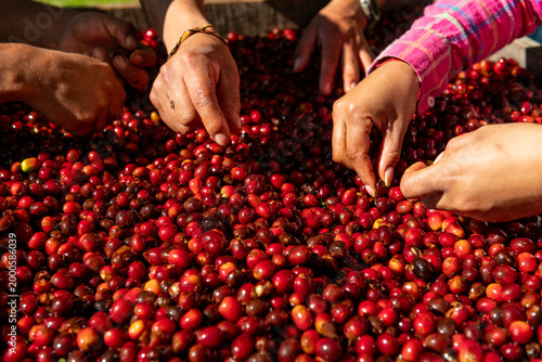 Hands of coffee farm workers are meticulously sorting ripe red coffee cherries, picking out the best beans after harvest at a plantation in Boquete, Chiriquí, Panama - stock photo