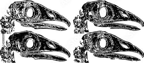 Four detailed black and white illustrations of raven skulls in side view with clear bone structure
