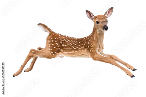 Photos Cute spotted fawn deer leaping in mid air, isolated on white background, symbol