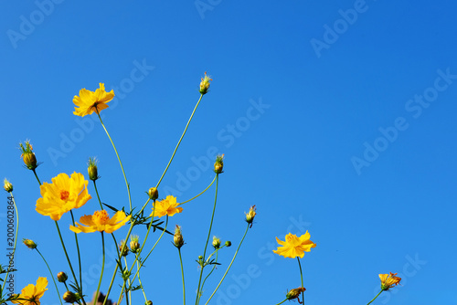 Blooming yellow cosmos flower field with blue sky is spring flowers on summer season