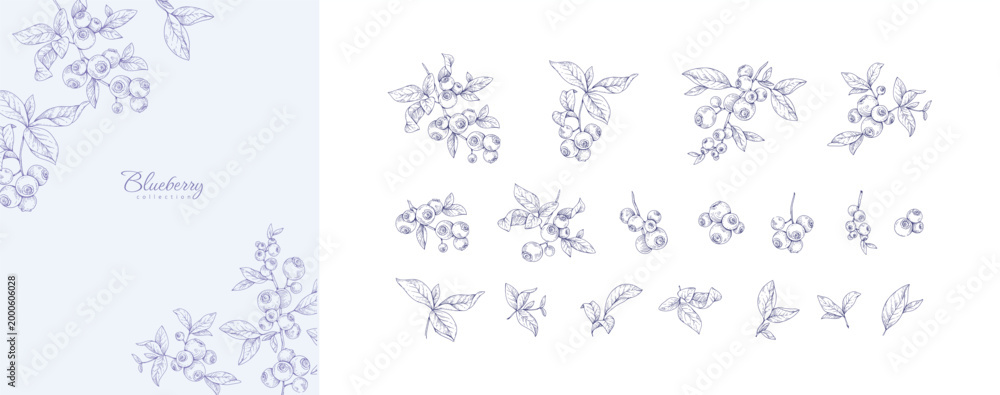 Naklejka premium Set of blueberries, leaves and brunch. Detailed hand drawn ink illustration with botanic floral elements for invitation, wallpaper art or save the date