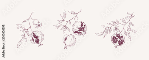 Bild auf Leinwand Set of pomegranate brunch and leaves