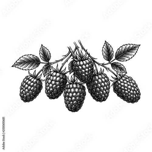 Raspberries on a branch with leaves, fresh and ripe fruits, blackberry bush