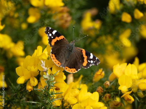 Photos Red Admiral Butterfly on Gorse